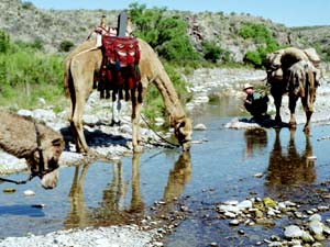 Camel adventure