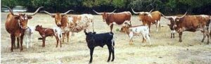 This image has an empty alt attribute; its file name is longhorns-300x91.jpg