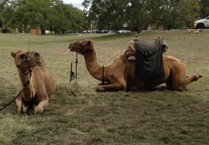 Camels 3