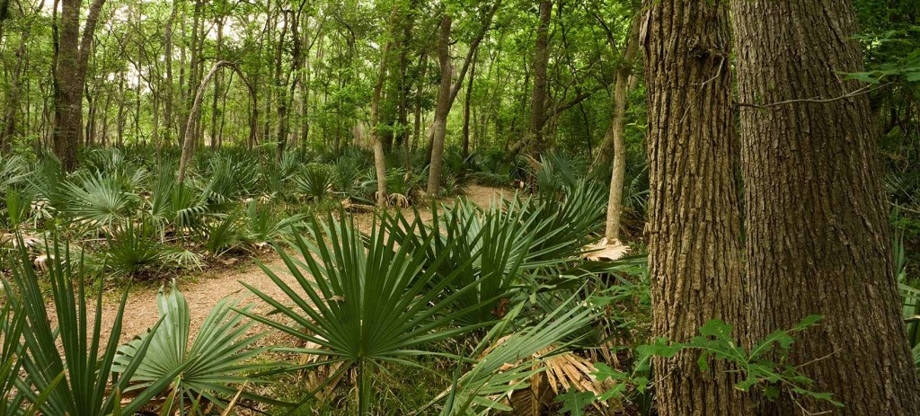 Gonzales_PalmettoStatePark