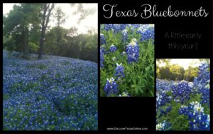 Be on the Lookout for Early Bluebonnets!