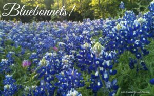 Celebrating Texas Bluebonnets