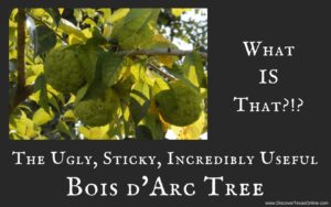 My Annual Tribute to the Ugly-but-Useful Bois d’Arc Tree
