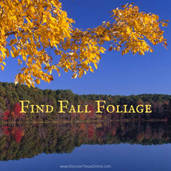 Find Fall Foliage!