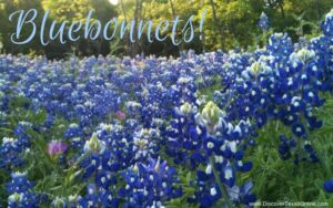 Bluebonnets!