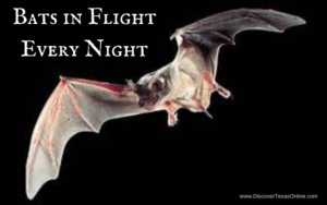 Bats in Flight Every Night