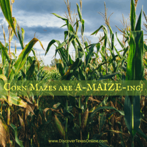 Corn Mazes are A-MAIZE-ing!
